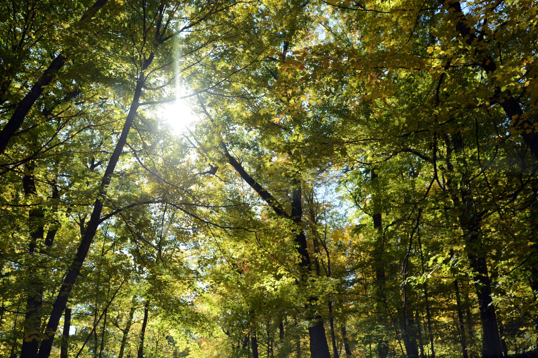 Baraboo area fall color, Oct. 8, 2020